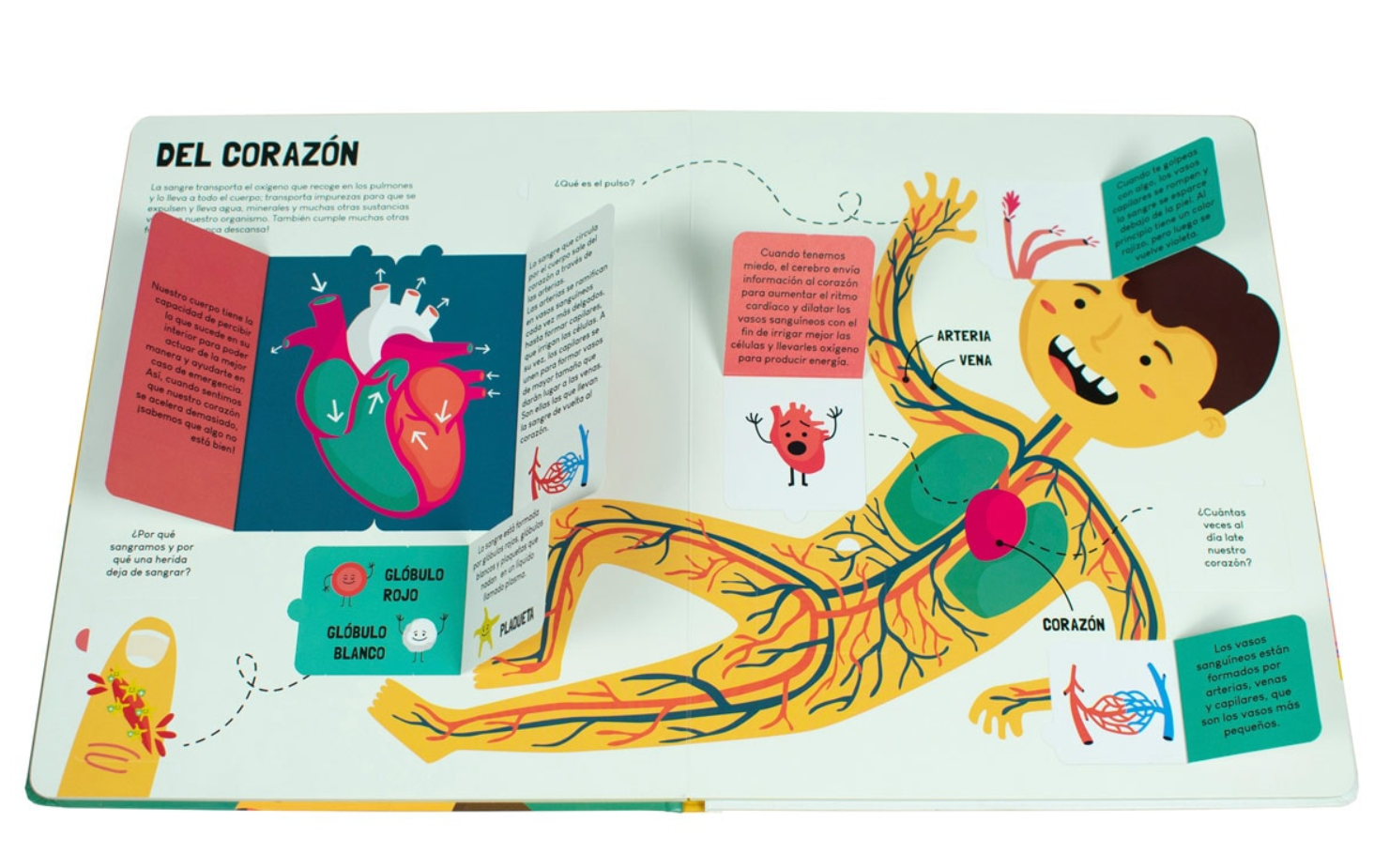 Una mirada al Cuerpo Humano